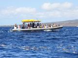 Lanai Dolphin Adventure